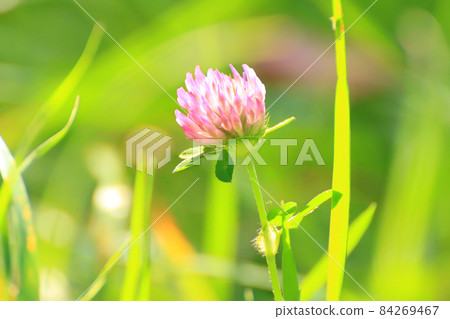 green grass and vegetation on the field green grass and vegetation on the field 84269467