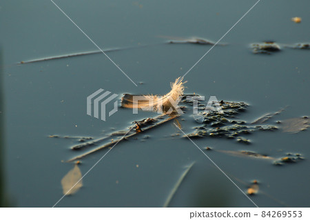 A Feather on the lake at sunset 84269553