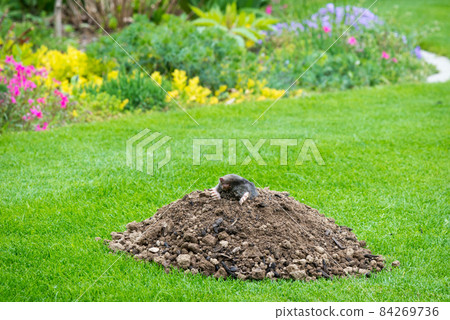 Mole peeking from the mole hill in the garden Mole peeking from the mole hill in the garden 84269736