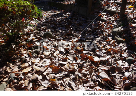 Plenty of fallen leaves Plenty of fallen leaves 84270155