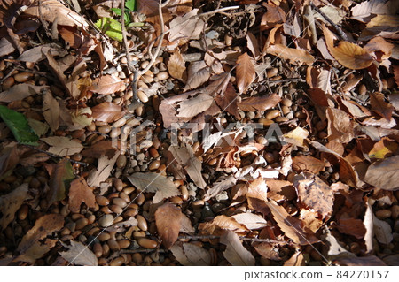 A lot of falling acorns A lot of falling acorns 84270157