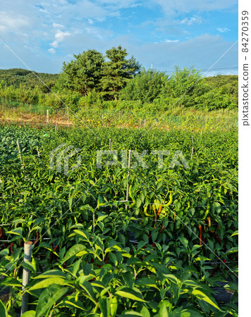 Pepper field Pepper field 84270359
