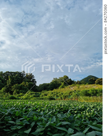 Soybean field Soybean field 84270360