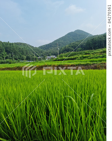 Rice field Rice field 84270361