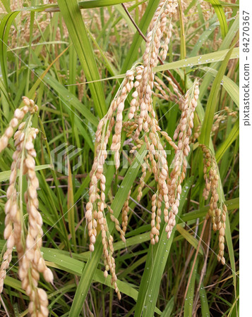 水稻 84270367