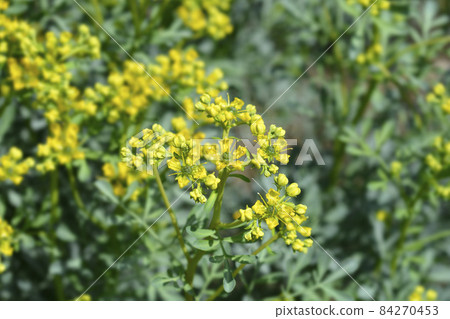 Common rue 84270453