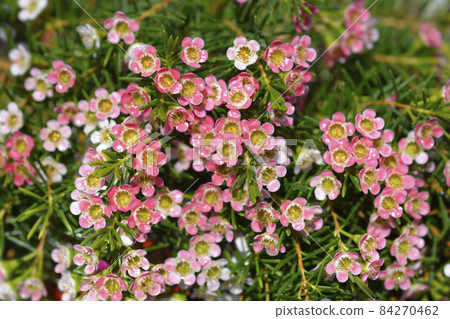 Geraldton wax flower Geraldton wax flower 84270462