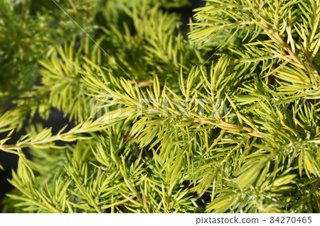Shore Juniper Allgold 84270465