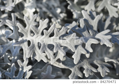 Silver ragwort Silver ragwort 84270471