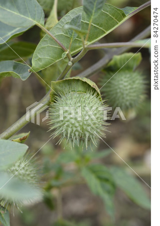 Thorn apple Inka 84270474
