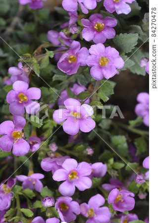 Ornamental bacopa Ornamental bacopa 84270478