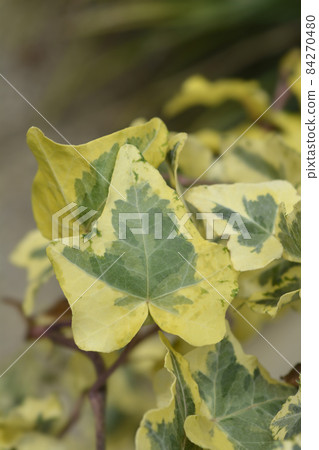English Ivy Tricolour English Ivy Tricolour 84270480