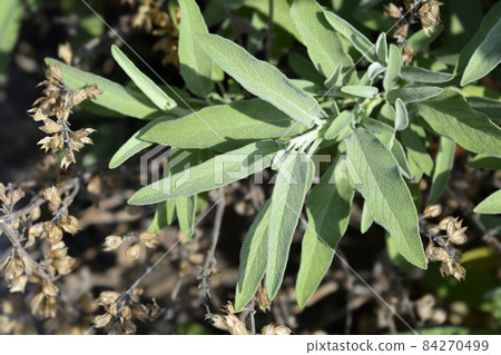 Common sage Common sage 84270499