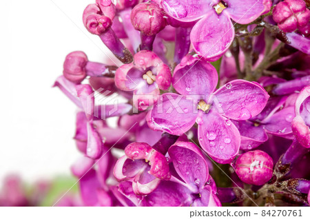 Lilacs in close-up. Purple flowers. Water droplets on the flower. 84270761