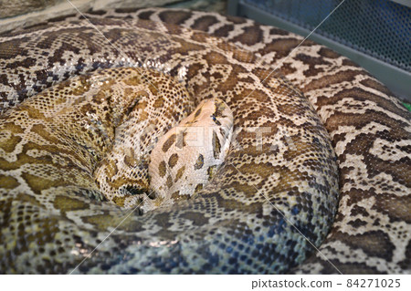 The tiger python (Latin Python molurus) is a large non-venomous snake from the genus of real pythons The tiger python (Latin Python molurus) is a large non-venomous snake from the genus of real pythons 84271025