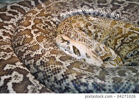 The tiger python (Latin Python molurus) is a large non-venomous snake from the genus of real pythons 84271026