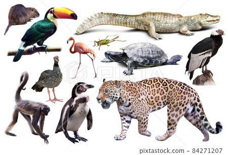 Fauna of South America set 84271207