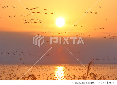 Morning flight of Izunuma 84271208