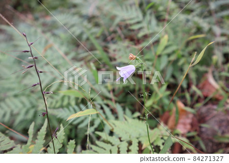 以鶴金胡蘿蔔花為中心拍攝的風景 84271327