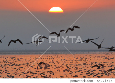 Morning flight of Izunuma 84271347