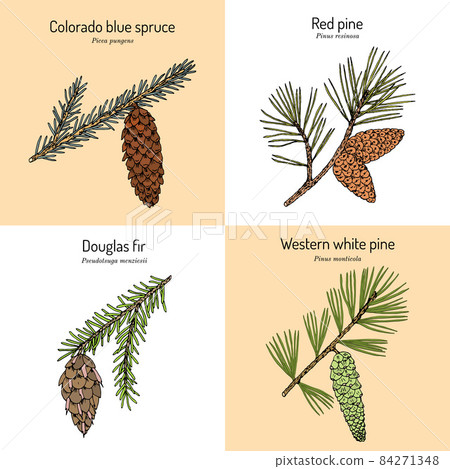 Set of different conifiers branches with cones Set of different conifiers branches with cones 84271348