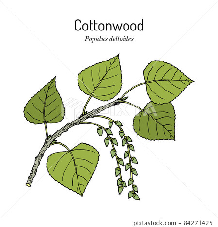 Eastern cottonwood populus deltoides , the official state tree of Kansas 84271425