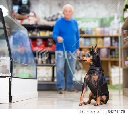 Doberman pinscher dog on leash sitting on the floor in pet store Doberman pinscher dog on leash sitting on the floor in pet store 84271476
