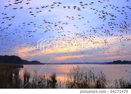 Morning flight of Izunuma Morning flight of Izunuma 84271479
