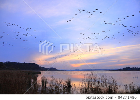 Morning flight of Izunuma Morning flight of Izunuma 84271486