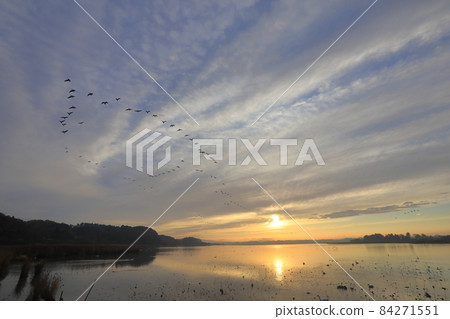Morning flight of Izunuma Morning flight of Izunuma 84271551