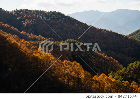 Autumn leaves in late autumn 84271574