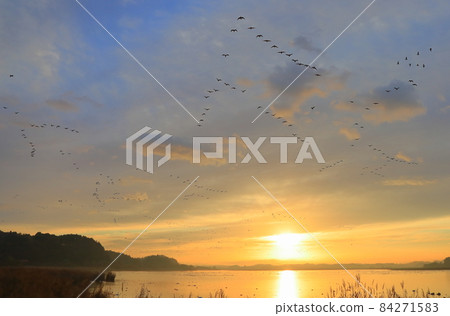 泉沼的早晨航班 泉沼的早晨航班 84271583