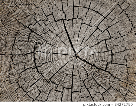 Background of old tree trunk cross section Background of old tree trunk cross section 84271790