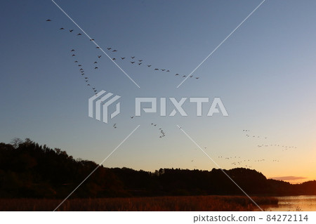 Morning flight of Izunuma 84272114