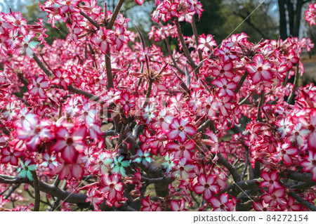 Blooming wild bush of adenium or desert roses of the native succulent Blooming wild bush of adenium or desert roses of the native succulent 84272154