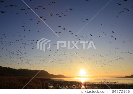 Morning flight of Izunuma Morning flight of Izunuma 84272166