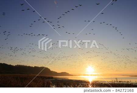 Morning flight of Izunuma 84272168