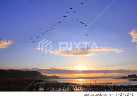 Morning flight of Izunuma Morning flight of Izunuma 84272271