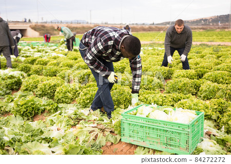 African workman harvesting green lettuce African workman harvesting green lettuce 84272272