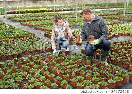 Man and woman gardeners while gardening petunia flowers 84272408