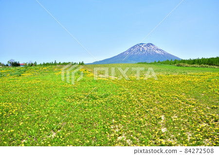 蒲公英盛開的春天，羊蹄山腳下的羊蹄山，北海道二世谷町 84272508