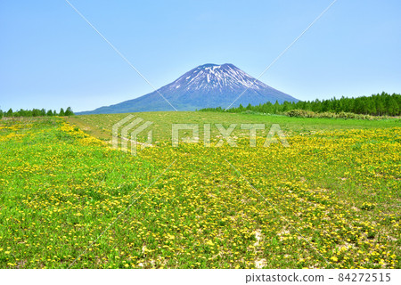 蒲公英盛開的春天,羊蹄山腳下的羊蹄山,北海道二世谷町 蒲公英盛開的春天,羊蹄山腳下的羊蹄山,北海道二世谷町 84272515