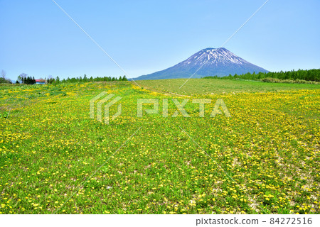 蒲公英盛開的春天，羊蹄山腳下的羊蹄山，北海道二世谷町 84272516