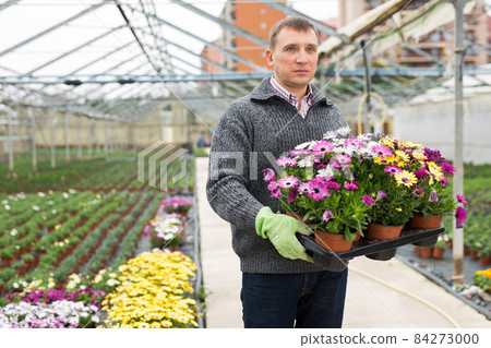 Floriculturist with flowering plants of Dimorphotheca Floriculturist with flowering plants of Dimorphotheca 84273000