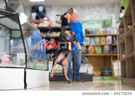 Puppy jumping in pet shop Puppy jumping in pet shop 84273029