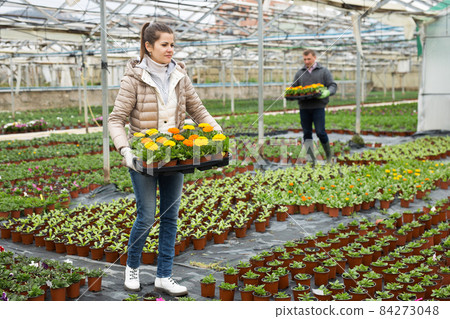 Female floriculturist arranging pots with blooming Calendula Female floriculturist arranging pots with blooming Calendula 84273048