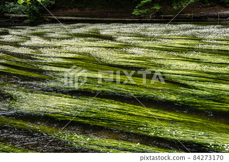 Flowering plant of the river water-crowfoot, Ranunculus fluitans at Leutstetten, Bavaria in Germany 84273170