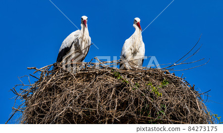 White Stork, Ciconia ciconia in Jerez de la Frontera, Andalusia, Spain 84273175