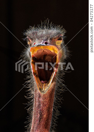 Red-necked ostrich,Struthio camelus in Jerez de la Frontera, Andalusia, Spain Red-necked ostrich,Struthio camelus in Jerez de la Frontera, Andalusia, Spain 84273177