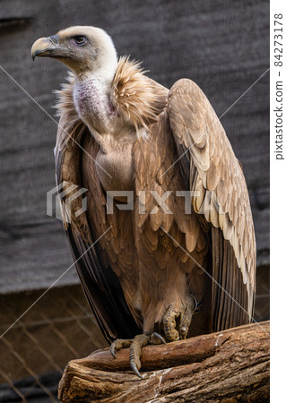 Griffon vulture, Gyps fulvus in Jerez de la Frontera, Andalusia, Spain Griffon vulture, Gyps fulvus in Jerez de la Frontera, Andalusia, Spain 84273178